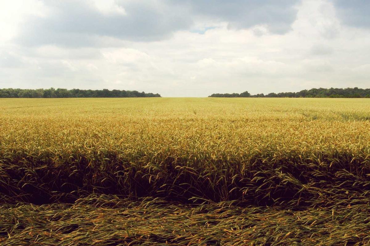 Booker Prize Goes to a Novel About Food: British Critics Hail a Bold New Voice