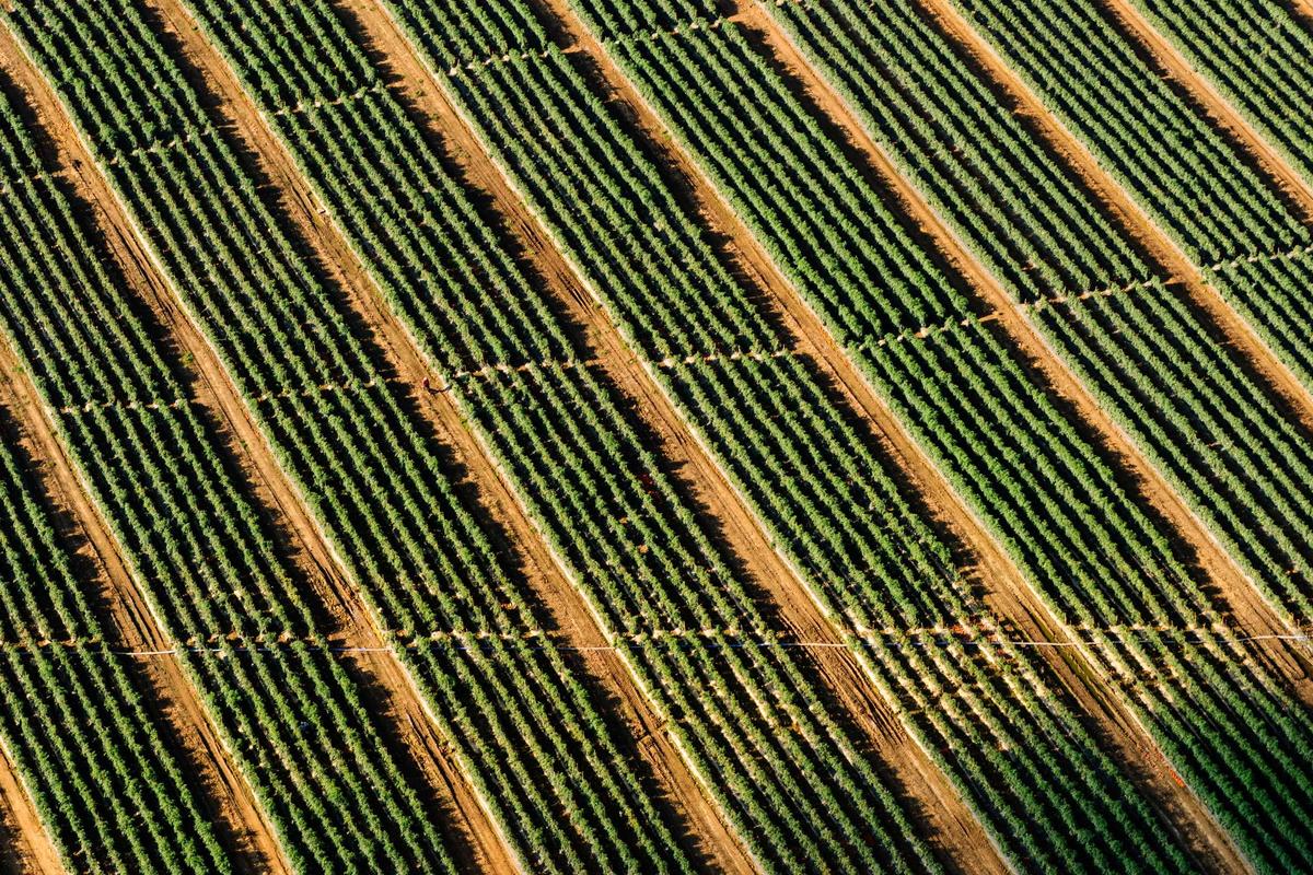 Record Global Temperatures: Scientists Issue ‘Code Red’ for Planet